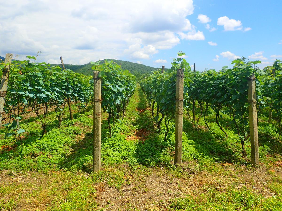 Chateau Dzveli Gavazi Ξενοδοχείο Akhalsopeli  Εξωτερικό φωτογραφία